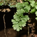 Adiantum gertrudis - Photo (c) Javian Gallardo Valdivia, some rights reserved (CC BY), uploaded by Javian Gallardo Valdivia