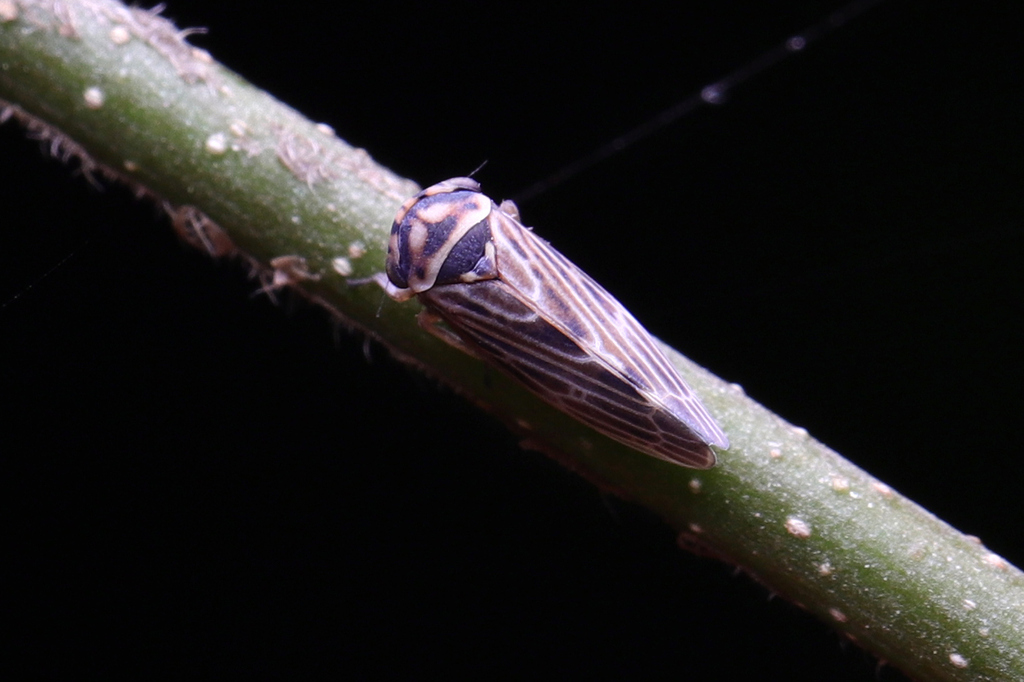 Japanagallia trifurcata