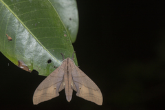 Marumba cristata bukaiana