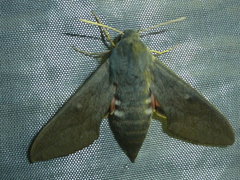 Hyles vespertilio