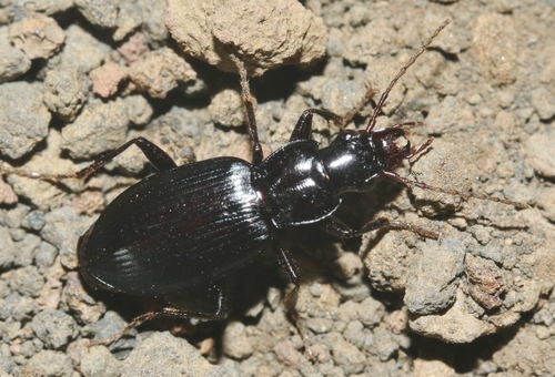 Laemostenus complanatus observed 2024-07-31