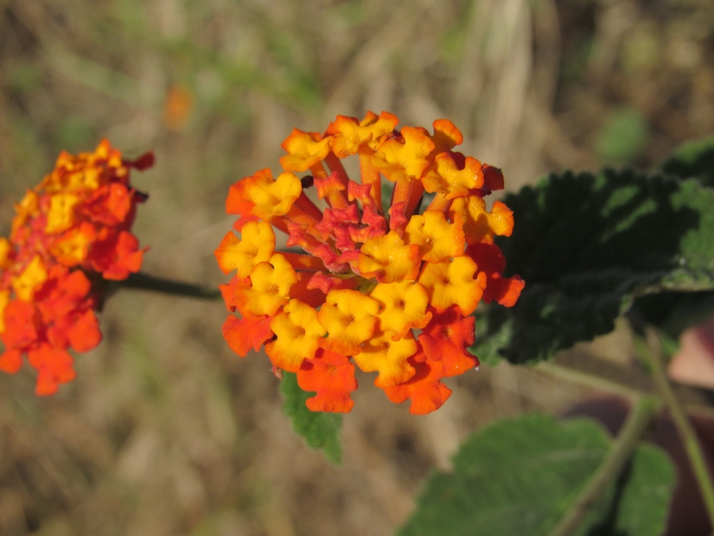 Lantana tiliifolia