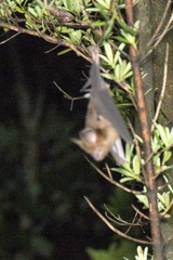 Hipposideros armiger terasensis
