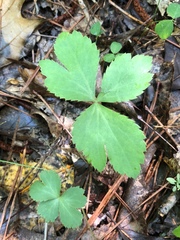 Sanicula smallii