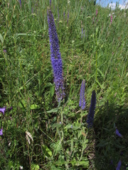 Veronica porphyriana