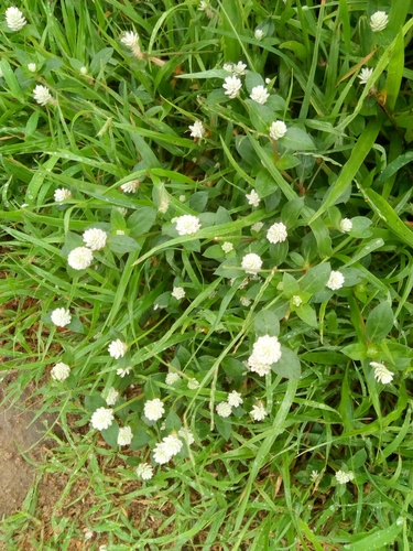 Gomphrena celosioides image