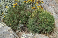 Acmispon dendroideus traskiae