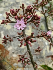 Munzothamnus blairii