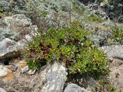 Munzothamnus blairii