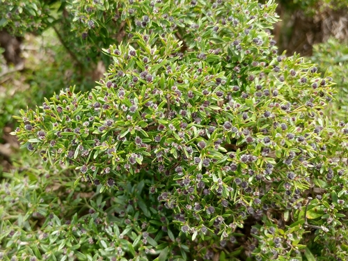 Image of Galium catalinense by (c) Casey H. Richart, some rights reserved (CC BY)