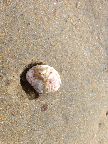 Sunetta sunettina