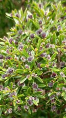 Galium catalinense acrispum