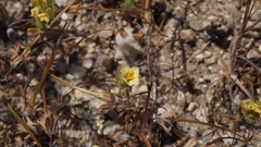 Leptosiphon lemmonii