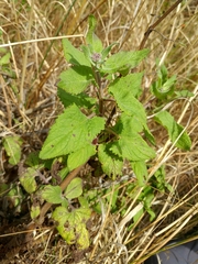 Scrophularia villosa