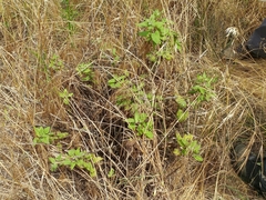 Scrophularia villosa