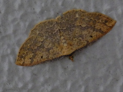 Lepidoptera