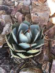 Agave flexispina