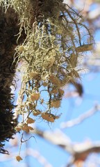 Usnea intermedia