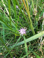 Tragopogon porrifolius