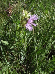 Psephellus sibiricus