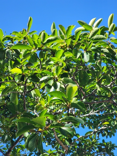 Image of Byrsonima crassifolia by (c) Scott Allen Davis, some rights reserved (CC BY)