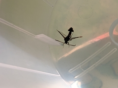 Synanthedon formicaeformis