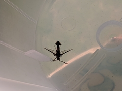 Synanthedon formicaeformis