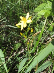 Hypericum elegans