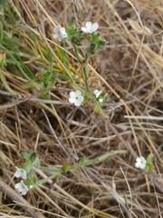 Cryptantha kinkiensis