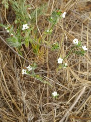 Cryptantha kinkiensis