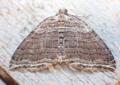 Anticlea multiferata