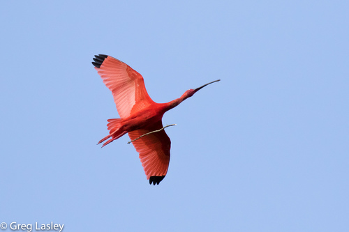 Ibis rouge