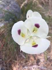 Calochortus eurycarpus