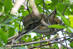 Corallus ruschenbergerii