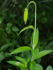 Lilium michiganense