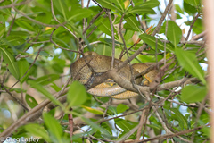 Corallus ruschenbergerii