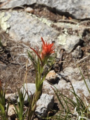 Castilleja wootonii