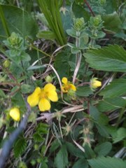 Potentilla chrysantha