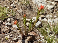 Castilleja wootonii