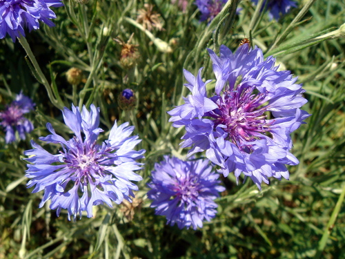 Cornflower