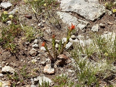 Castilleja wootonii