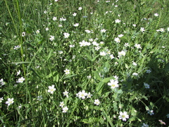 Cerastium davuricum