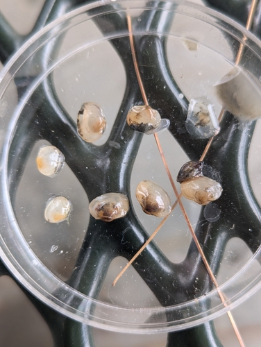 Long Fingernailclam