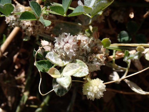 Image of Cuscuta approximata by (c) Sagnik Dutta Roy, some rights reserved (CC BY)