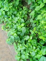 Synedrella nodiflora