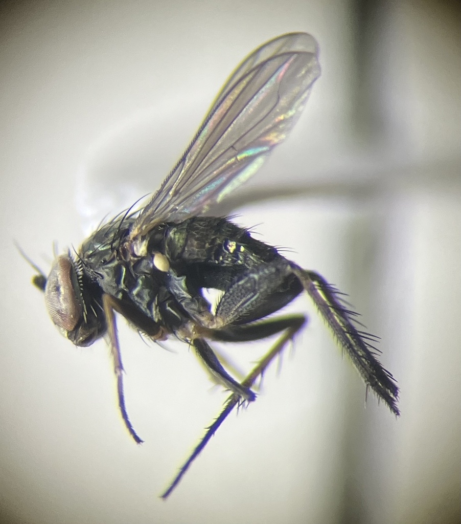 Tachytrechus indianus