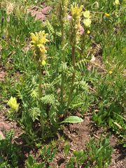 Pedicularis parryi