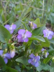 Viola canina