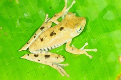 Boana calcarata