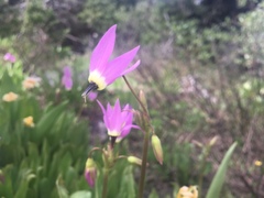 Primula tetrandra